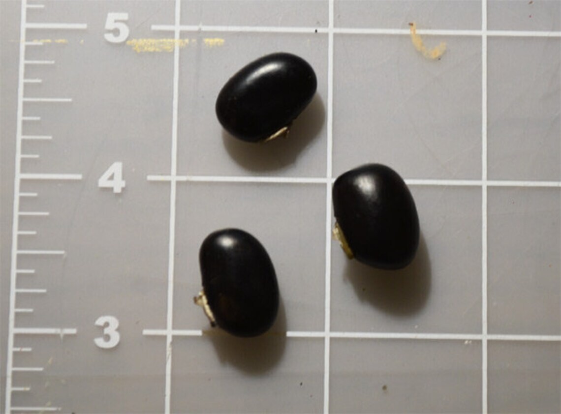 Organic Black Mucuna Pruriens Seeds, Velvet Bean Seeds, 20 + seeds