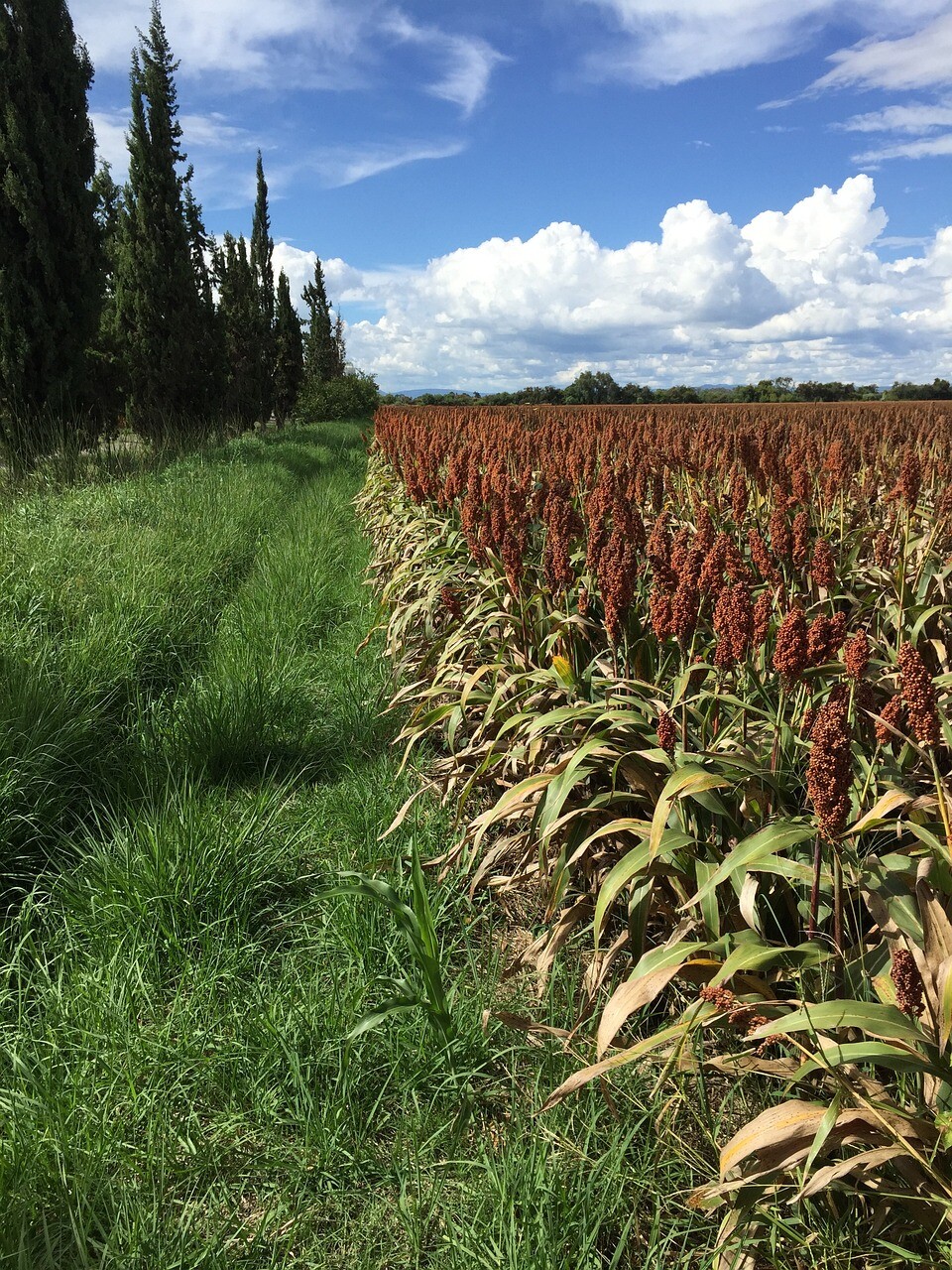 WGF Sorghum Seeds for Planting – High Yield Drought Tolerant Wildlife Forage