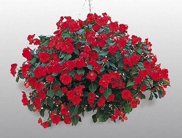 Impatiens Candy Red Seed