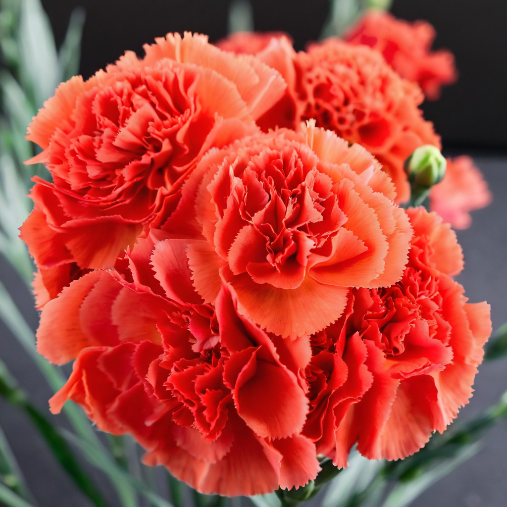 100 Carnation Seeds Dianthus Flowers Seed Flower Perennial “Edward Allwood”