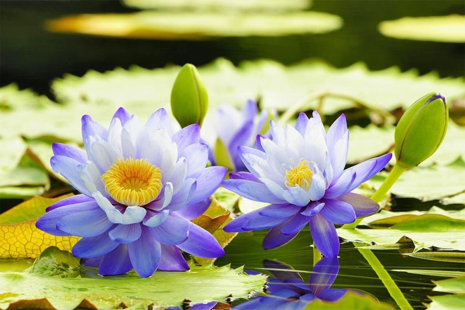 Prolific Growing 35 Pcs Lotus Seeds – Beautiful Pink Water Lilies for Containers