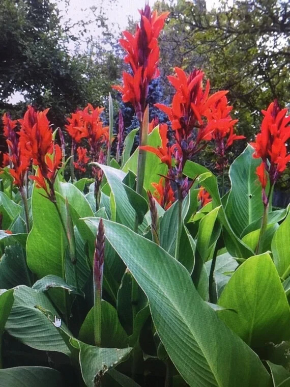 25 TALL RED Canna Indica Lily SEEDS~~HEIRLOOM~HUMMINGBIRDS LOVE! FREE SHIPPING