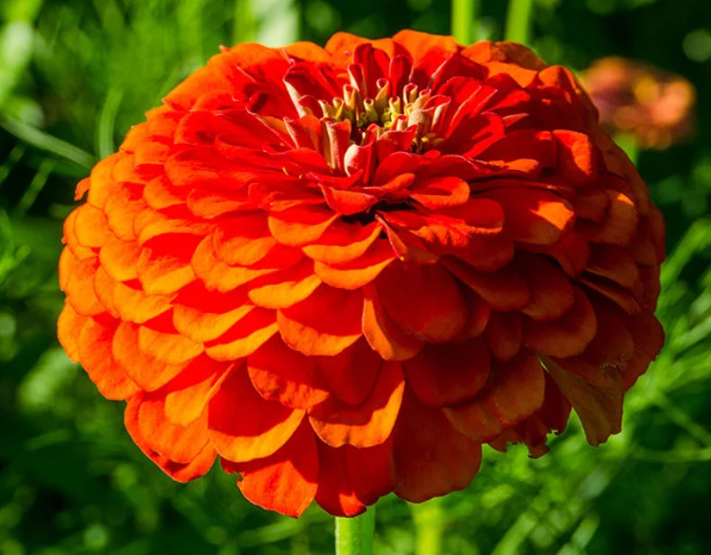 Zinnia ORANGE KING Double Songbirds Butterflies Hummingbirds Non-GMO 100 Seeds!