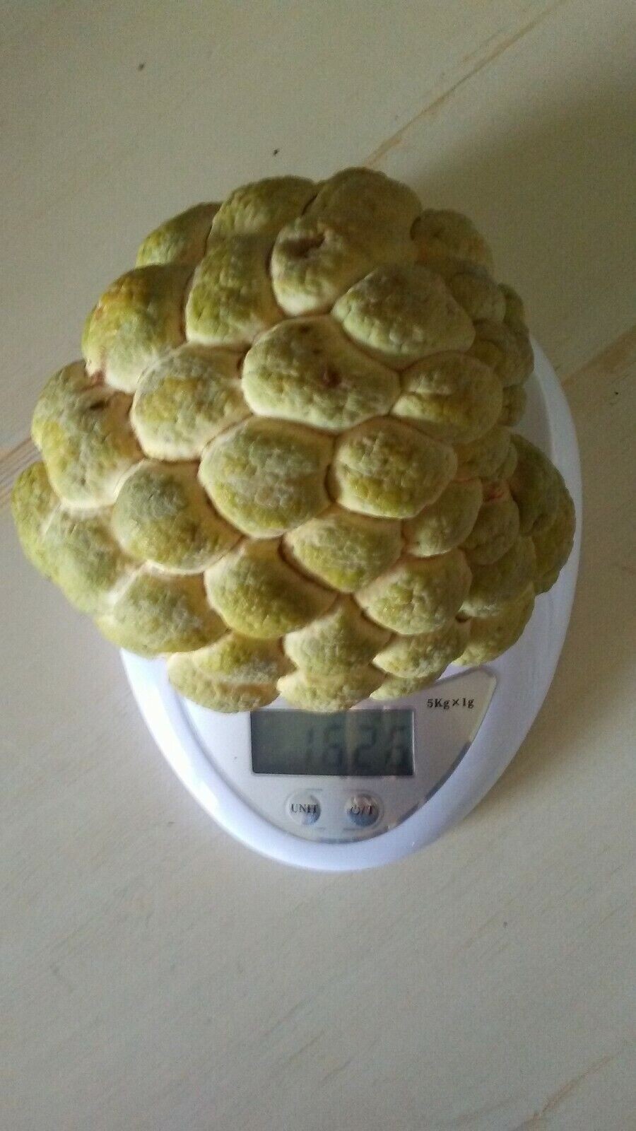 10 Seeds Organic Sugar Apple Annona Squamosa Tropical Fruit Plant, 2024 Season