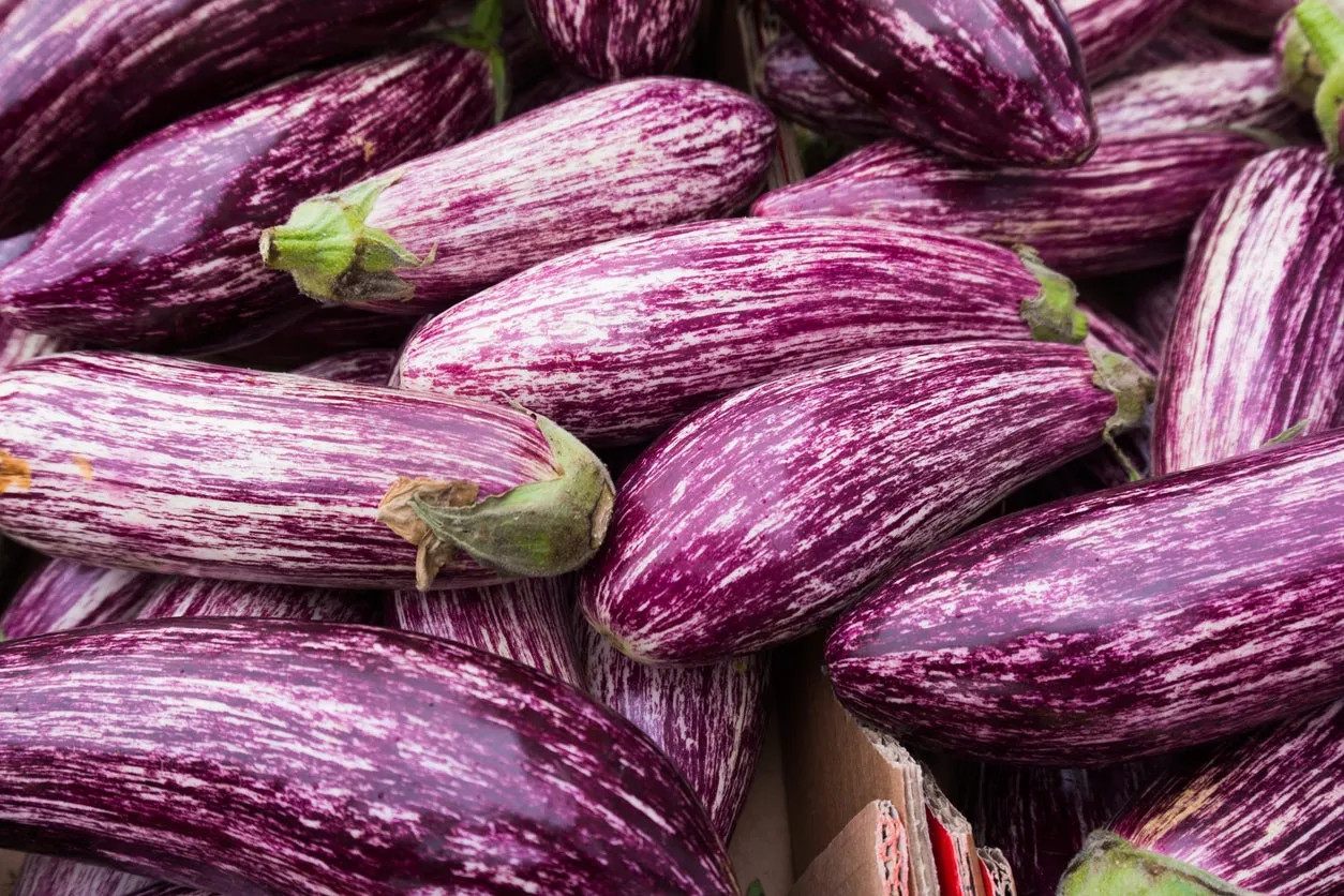 20 Graffiti Eggplant Seeds, NON-GMO, FREE SHIPPING