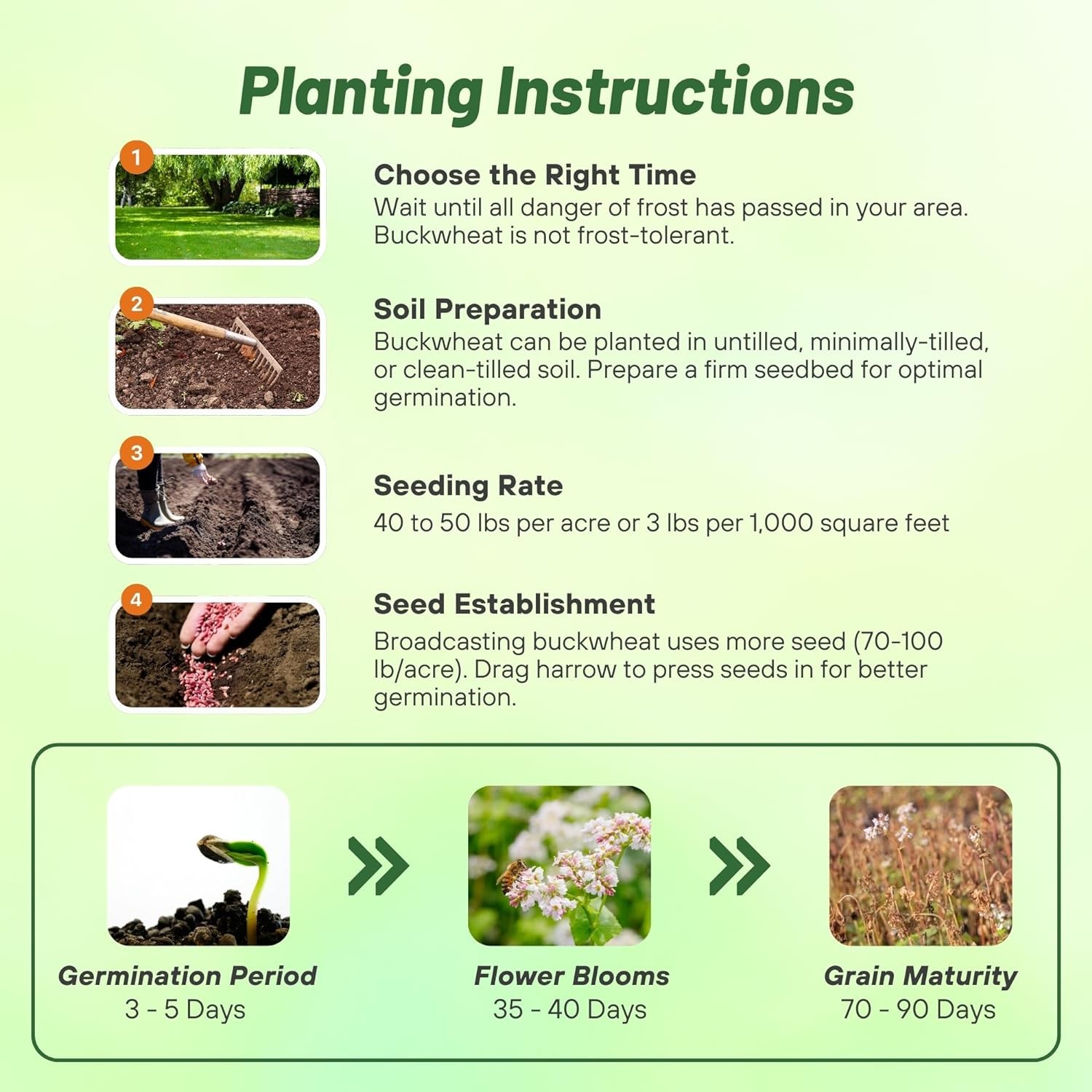 50 LBS Buckwheat Seed For Planting Cover Crops & Green Manure