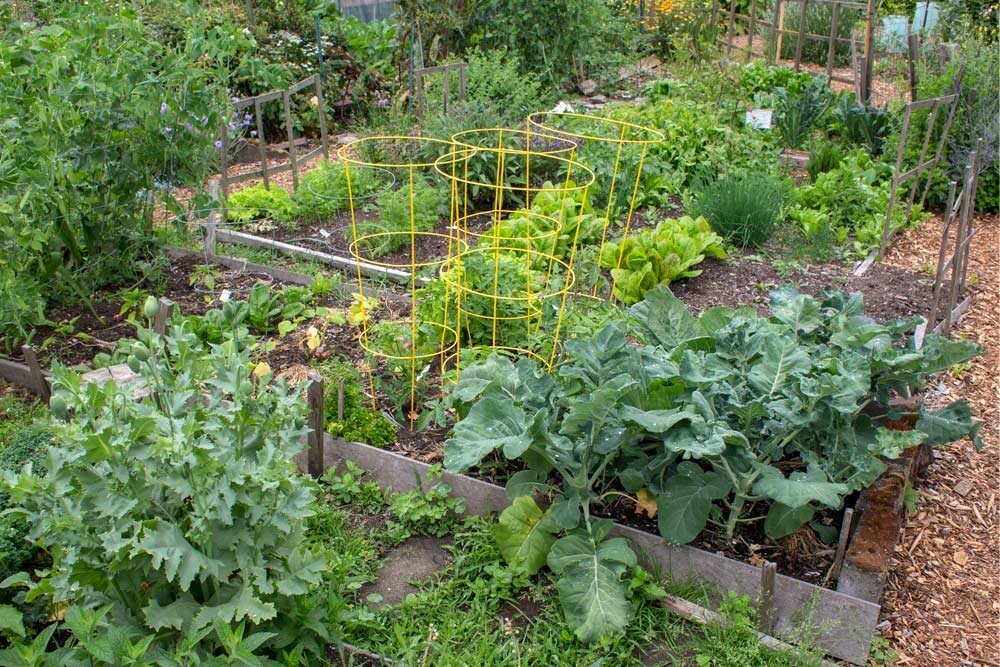 Green Calabrese Broccoli ORGANIC NON-GMO open pollinated garden planting!