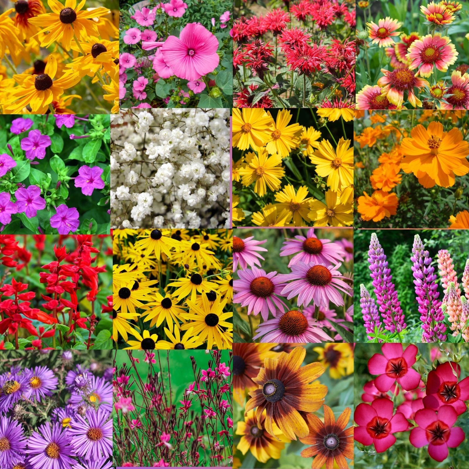 1 Pound Eastern Oklahoma Bulk Wildflower Seed Mix 1lb Covers 2,000sq-ft
