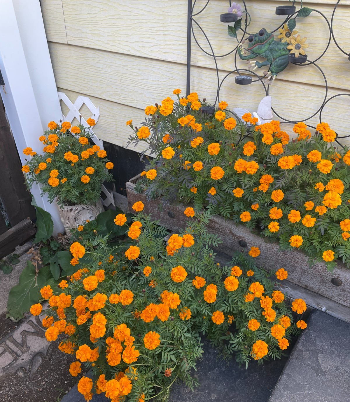 African Marigold Orange ‘Kees’ Orange’ (Tagetes erecta) 300 Seeds