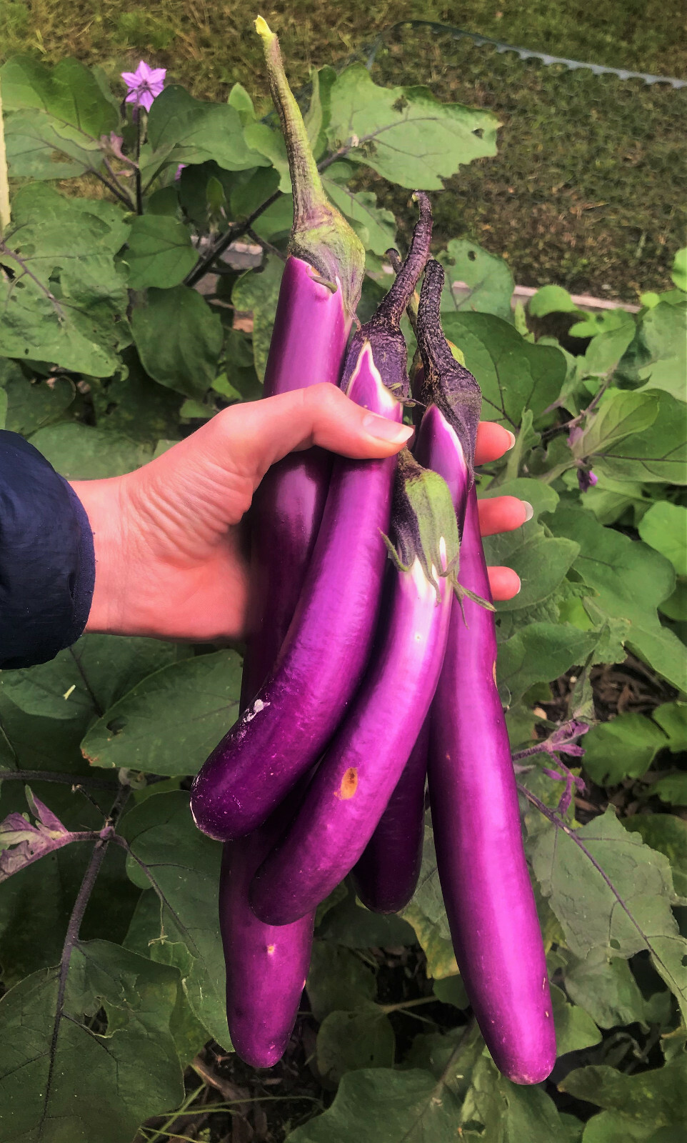 Purple Shine Chinese Eggplant Seeds | Long Aubergine Asian Vegetable Seeds 2024