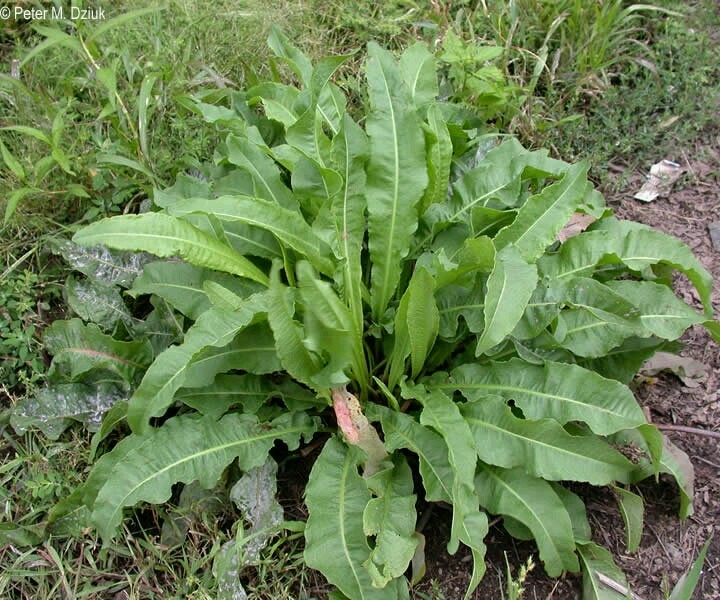 100 Organic Curly/Yellow Dock Seeds ~ Rumex crispus *Free US Shipping*