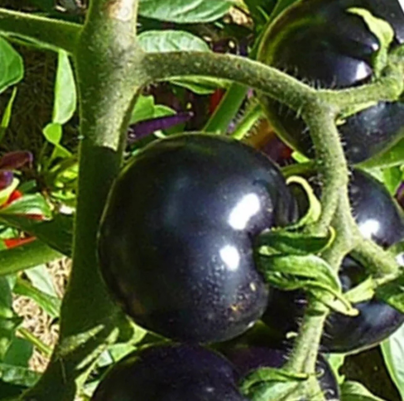 100 EUROPEAN BLACK CHERRY TOMATOES SEEDS SWEET TASTY HEIRLOOM NON-GMO RARE JUICY