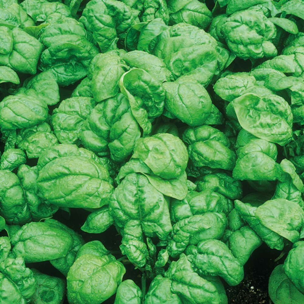 250+ Bloomsdale Spinach Seed Heirloom NON-GMO Always Fresh Seeds Your Garden