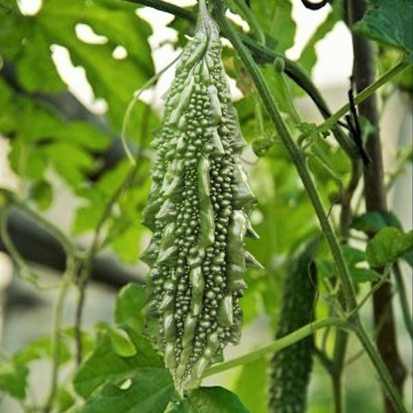 Black Pearl Bitter Melon | Indian Bitter Gourd Dark Karela Goya Squash Seed 2024