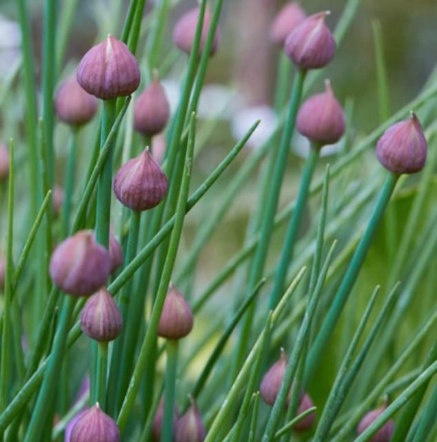 CHIVES COMMON Herb Garden Culinary Fines Herbs Perennial Salads NonGMO 500 Seeds