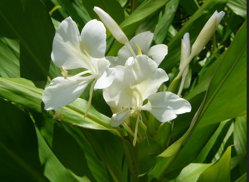 HAWAIIAN WHITE GINGER HEDYCHIUM CORONARIUM STARTER PLANT ROOT – 1 ROOT PER PACK