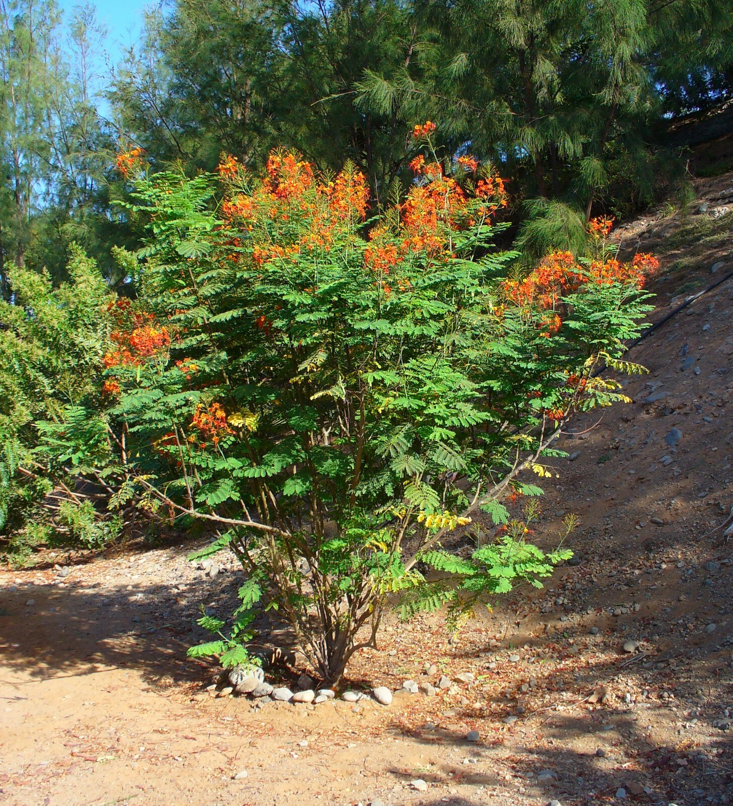 Pride of Barbados (Caesalpinia pulcherrima), 10 seeds