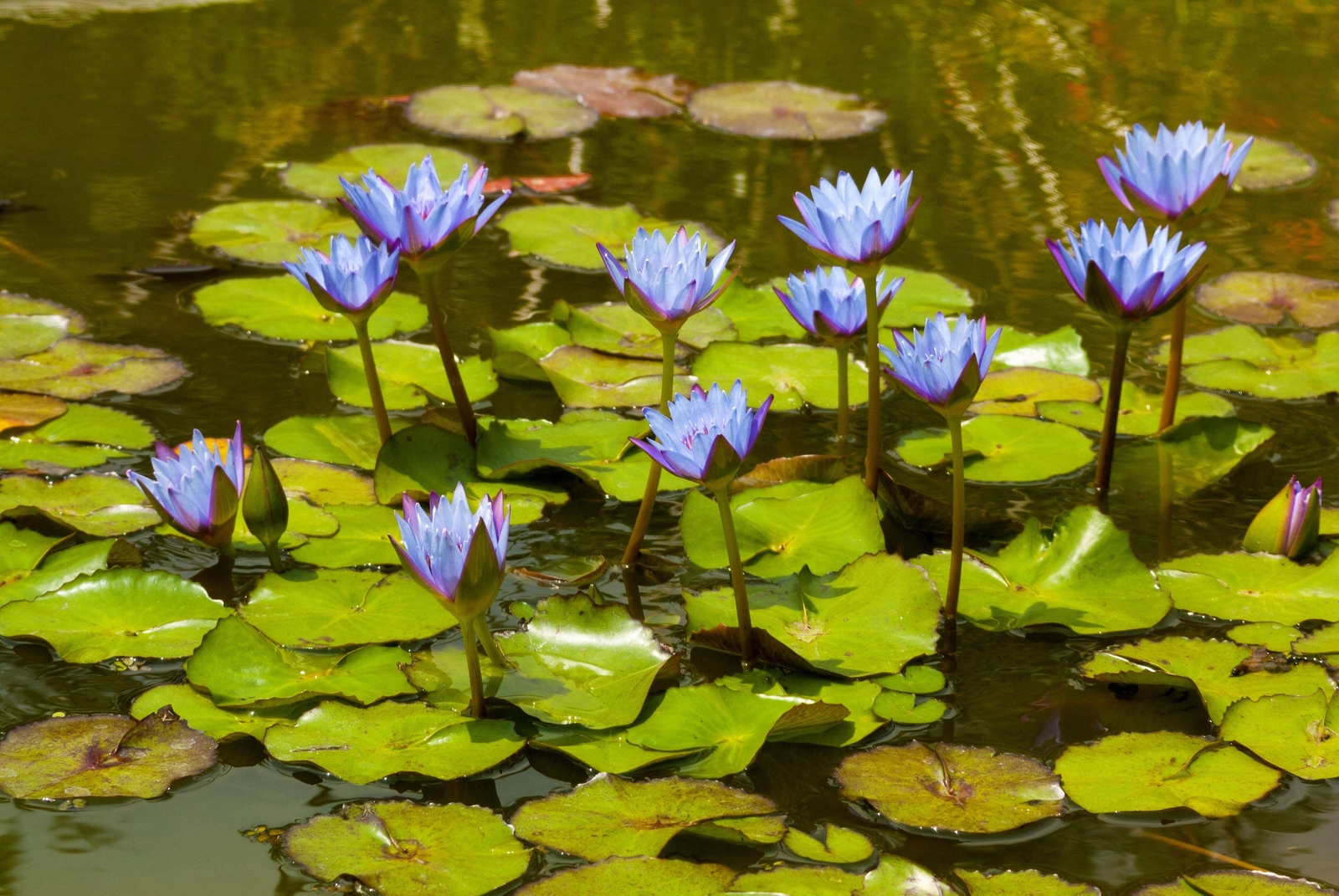 10 BLUE WATER LILY Pad Nymphaea Caerulea Asian Lotus Flower Pond Seeds *Comb S/H