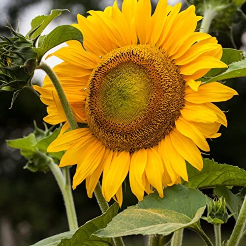 Sunflower Seeds (Mammoth Gray Stripe) – Approx 80 Flower Seeds – Premium Non