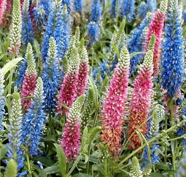 VERONICA LONGIFOLIA, 160 SEEDS, MIXED COLORS, LONG LEAF SPEEDWELL, USA SELLER
