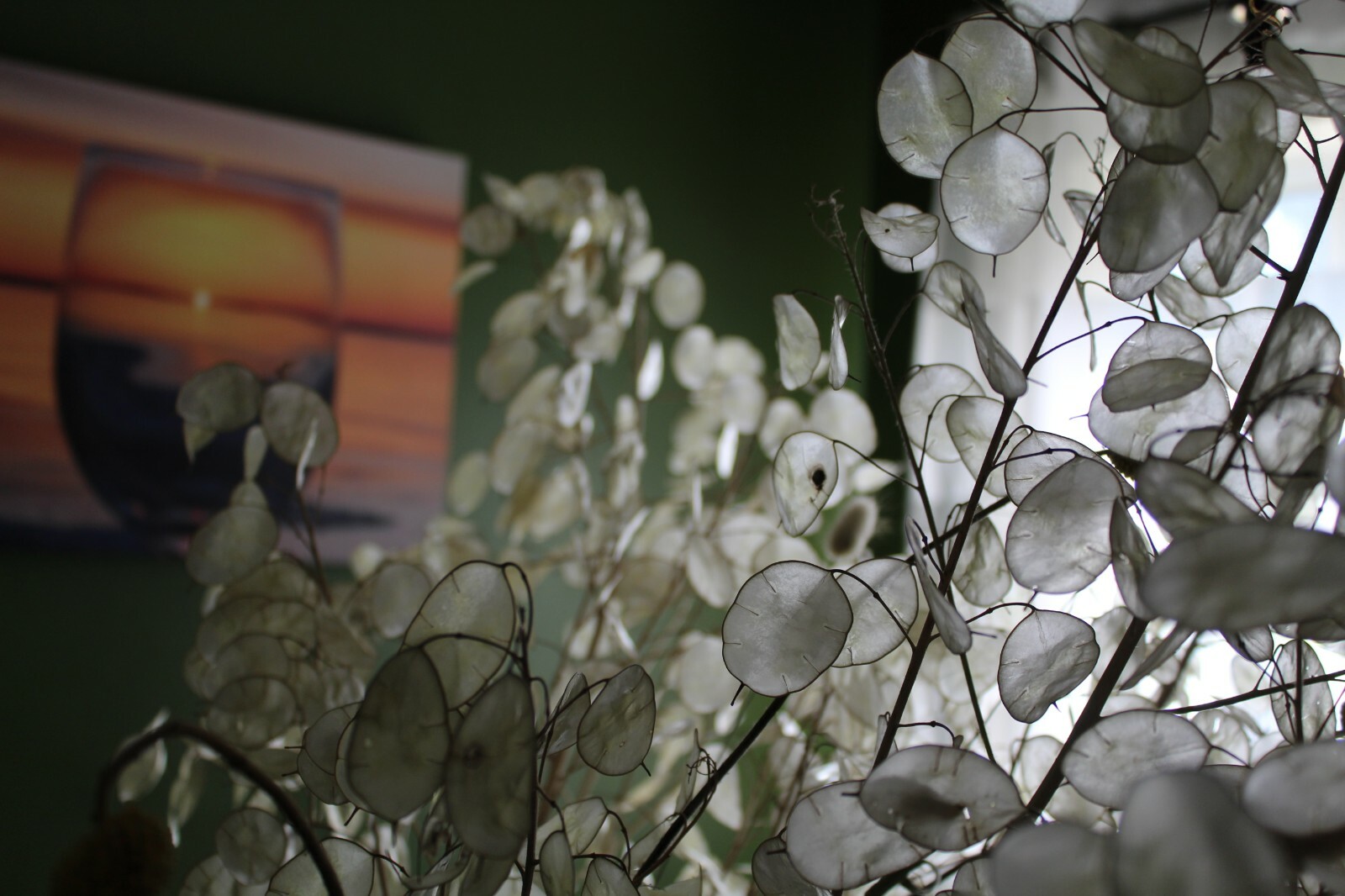 Silver Dollar 50+ SEEDS (Lunaria annua) 2023 CROP – US SELLER