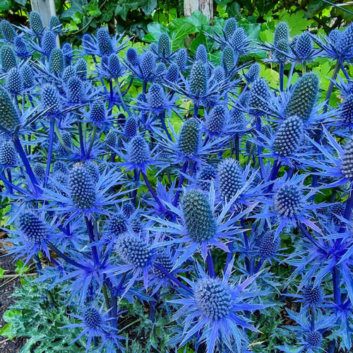 200+ Blue Sea Hollies Thistle Seeds for Garden Planting – USA – FREE SHIPPING!
