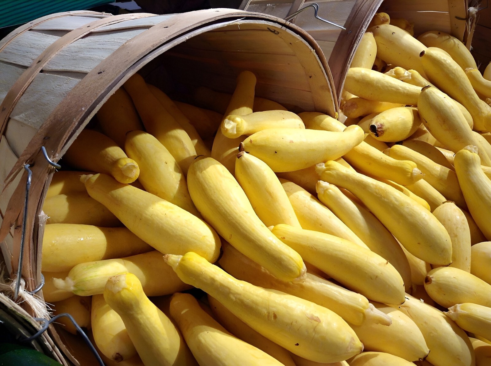 30 Heirloom Prolific Straightneck Summer Squash Seeds -Large Yields Classic Seed