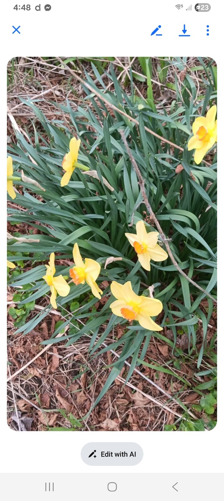Light Yellow Daffodil Bulbs 30 Pack