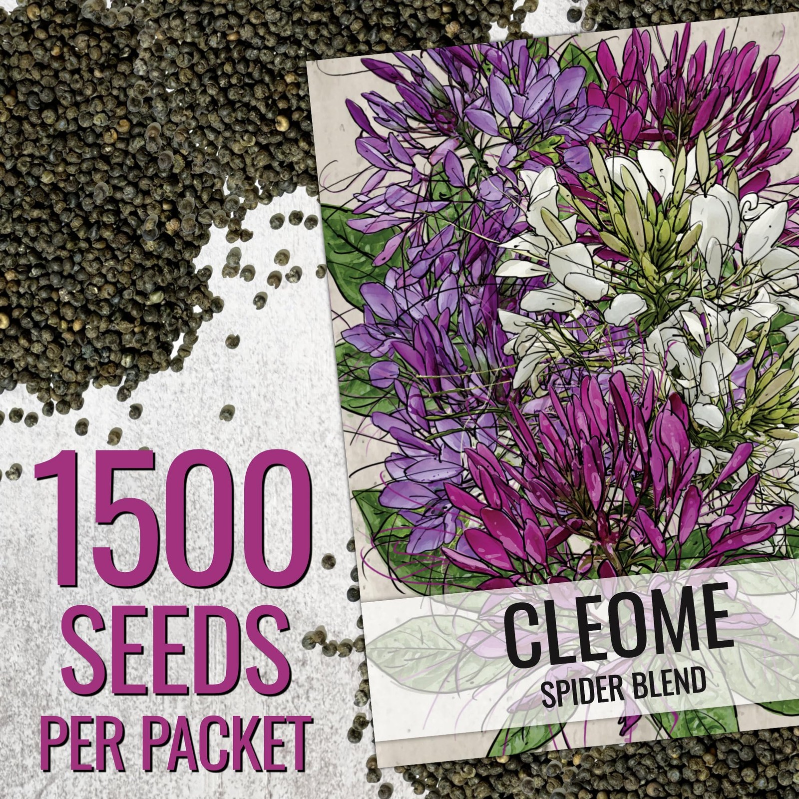 Cleome Seeds for Planting Heirloom Wildflowers to Attract Butterflies 2