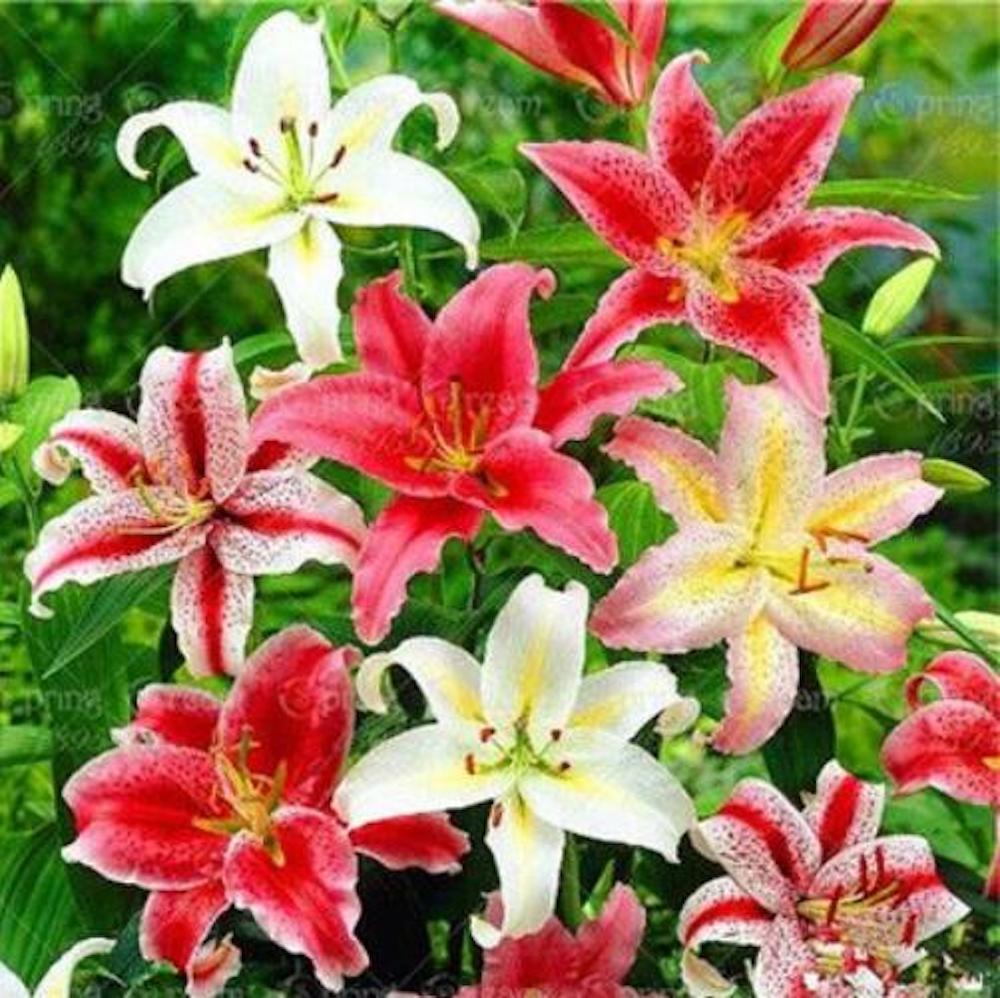 25pc LILY SEEDS Garden Plant Flower rare bloom exotic USA seller FREE shipping