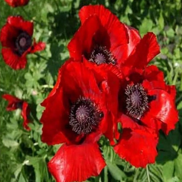 Premium Stratified Heirloom Papaver Giganteum Seeds Gorgeous Giant Red Flowers