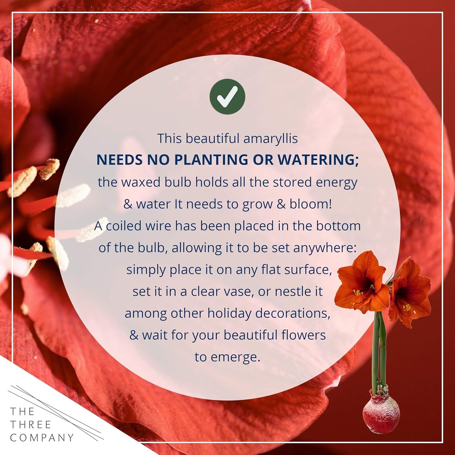 Waxed Red Amaryllis Bulb – Holiday Live Indoor/Outdoor Plant, No Water