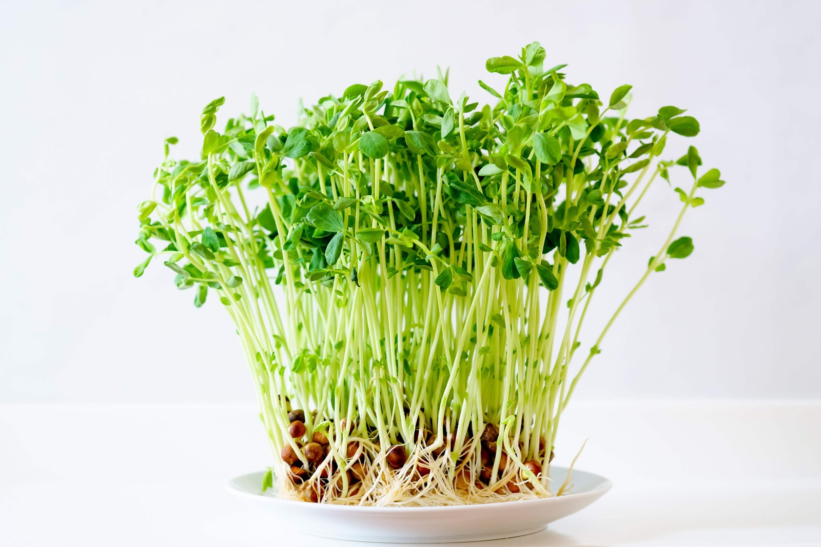 50 SNOW PEA Pisum Sativum Vegetable Seeds