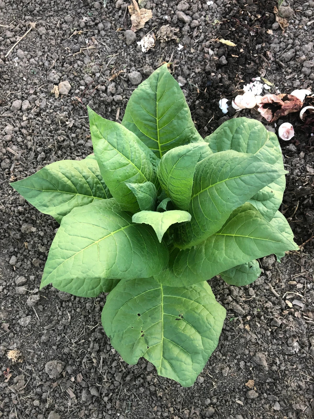 Havaña-608 Tobacco Seeds ~100 Non-GMO Free Ship No Track ~2 Weeks Arrival Read