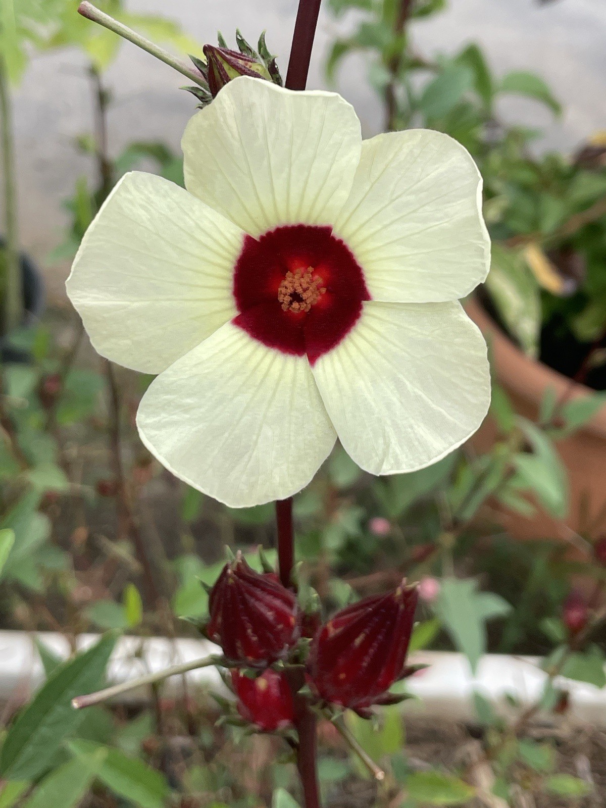 30 Jamaica Sorrel Hibiscus Roselle Seeds