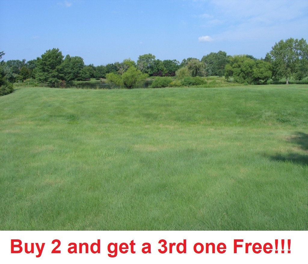 200 Buffalo Grass Seeds Native Prairie Low Maintenance Drought (sample pack)