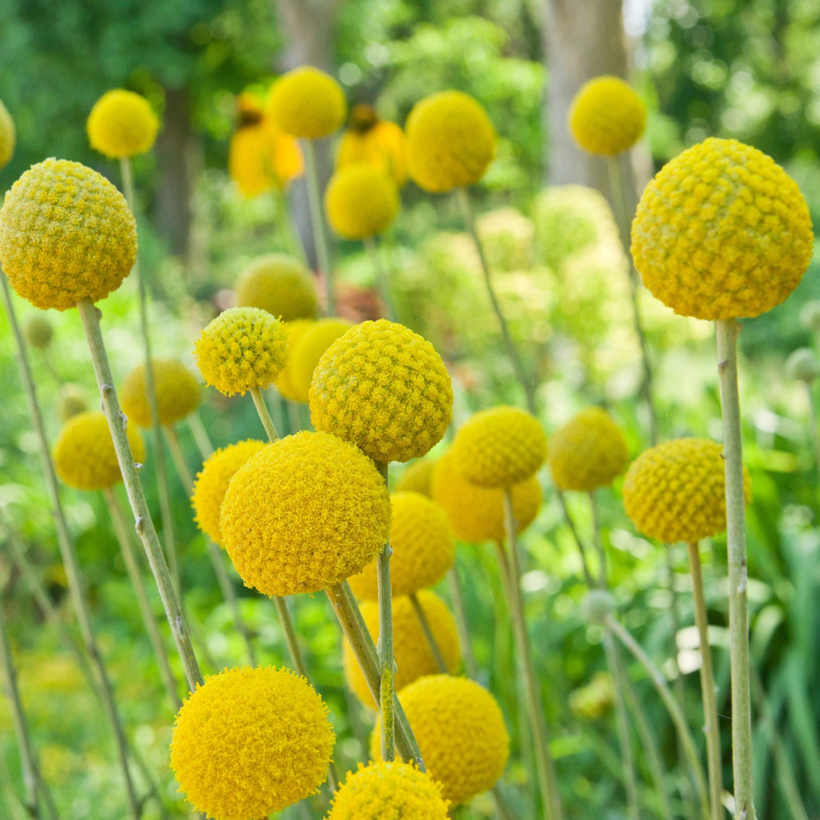 Billy Button Craspedia Globosa Seeds – 1000 Pcs Perennial, Hardy & Drought To…