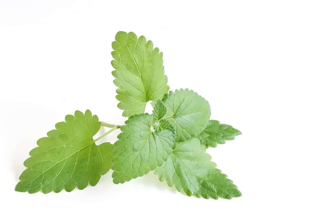 500+ Catnip Seed, Heirloom NON-GM, Fresh Seeds, A Favorite of Your Furry Friends