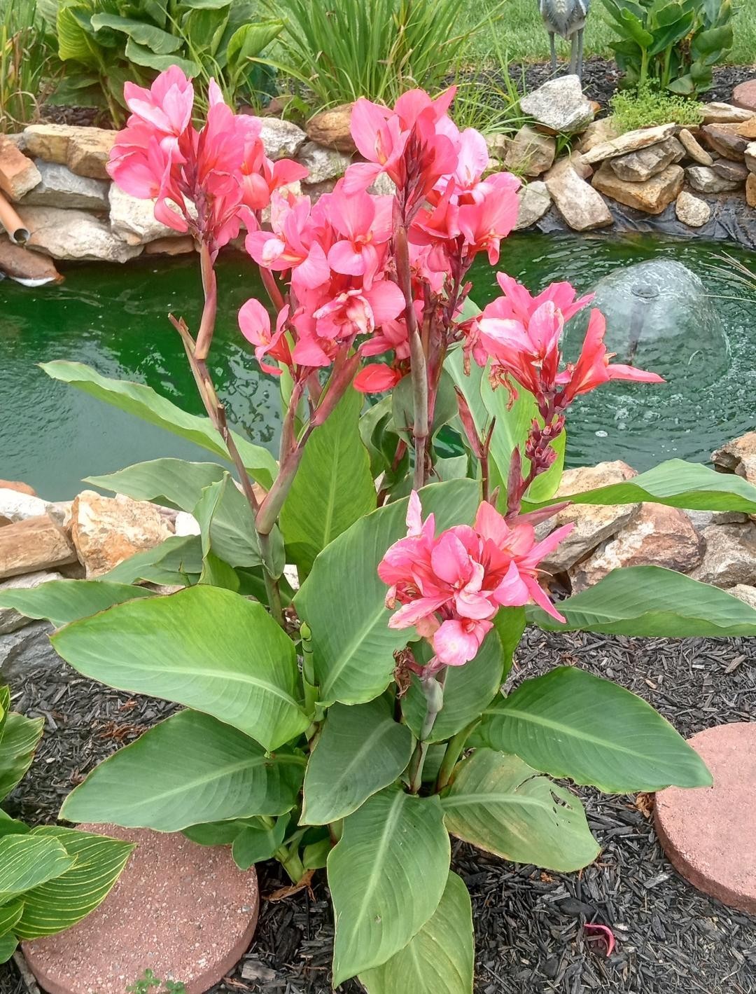CANNA LILY SEEDS. 100 COUNT.  VARIOUS COLORS. GREAT AROUND WATER GARDENS.