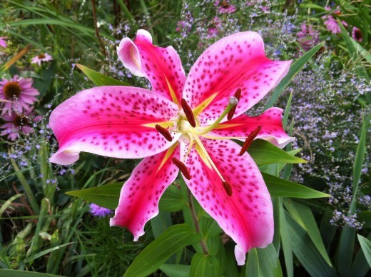 3 STAR GAZER Oriental Lily Bulbs Spring Planting ~Fragrant Summer Blooms~ Hardy