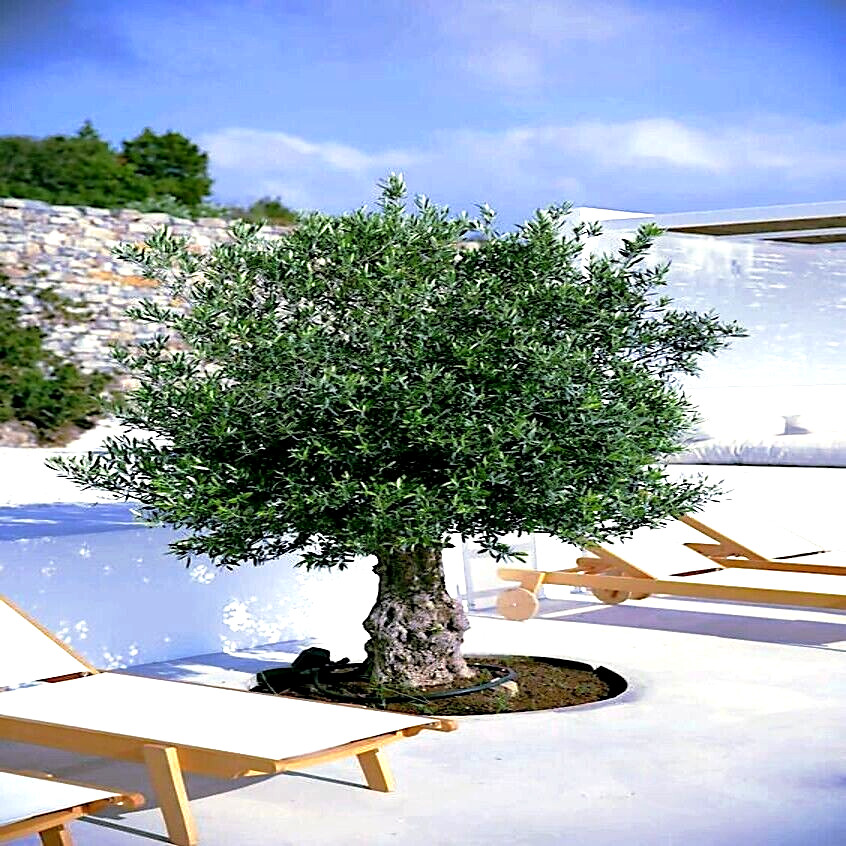 20 CANINO OLIVE TREE SEEDS (Olea europaea) European Common Edible Fruit Plant