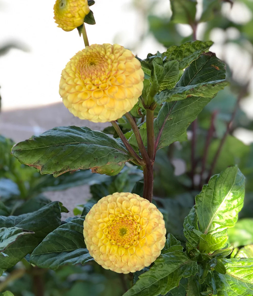 Buttercup Pompon Dahlia – 3 root divisions