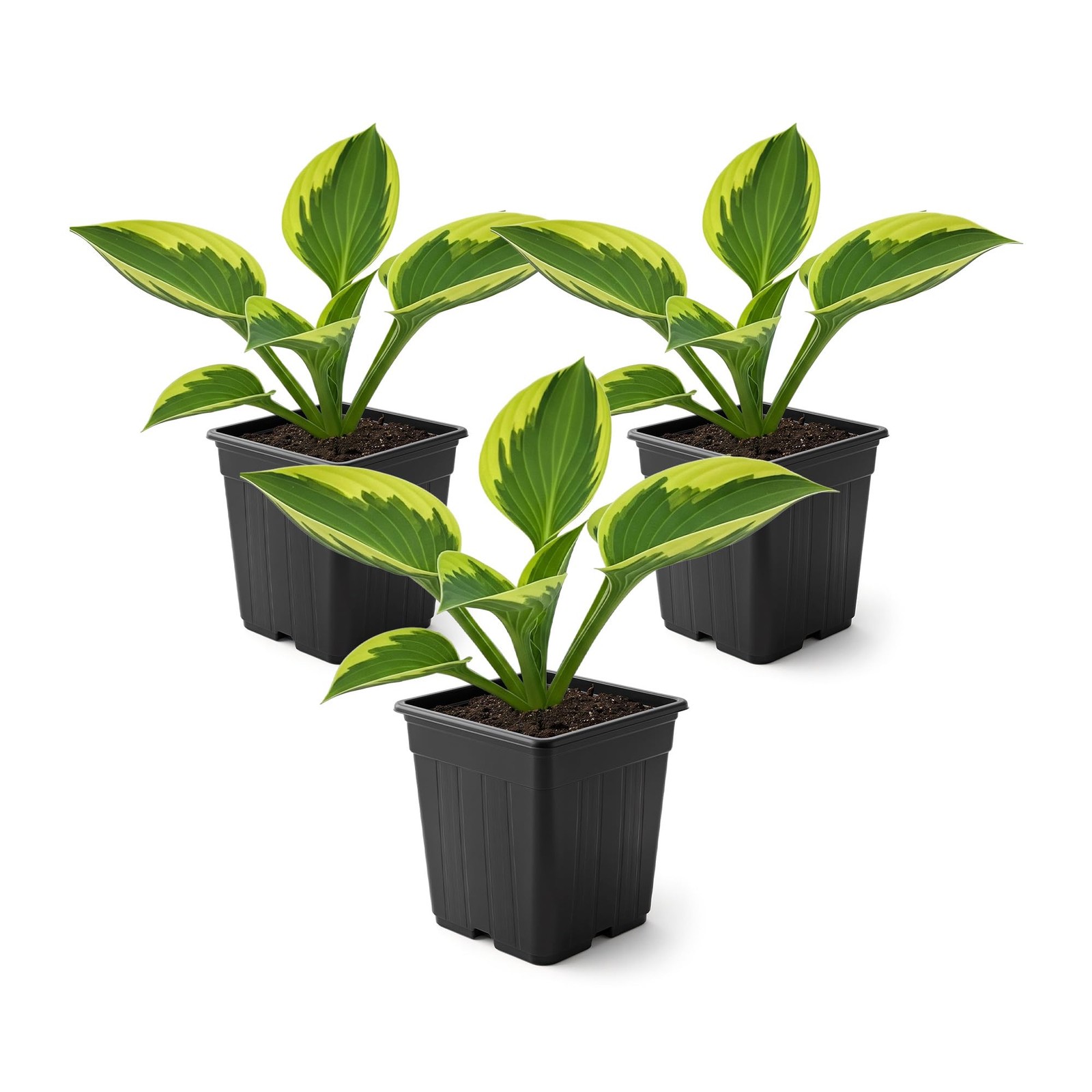 Hosta Plants Yellow Polka Dot Bikini, 3 Pack, 10″ Tall, 1 Qt Pot