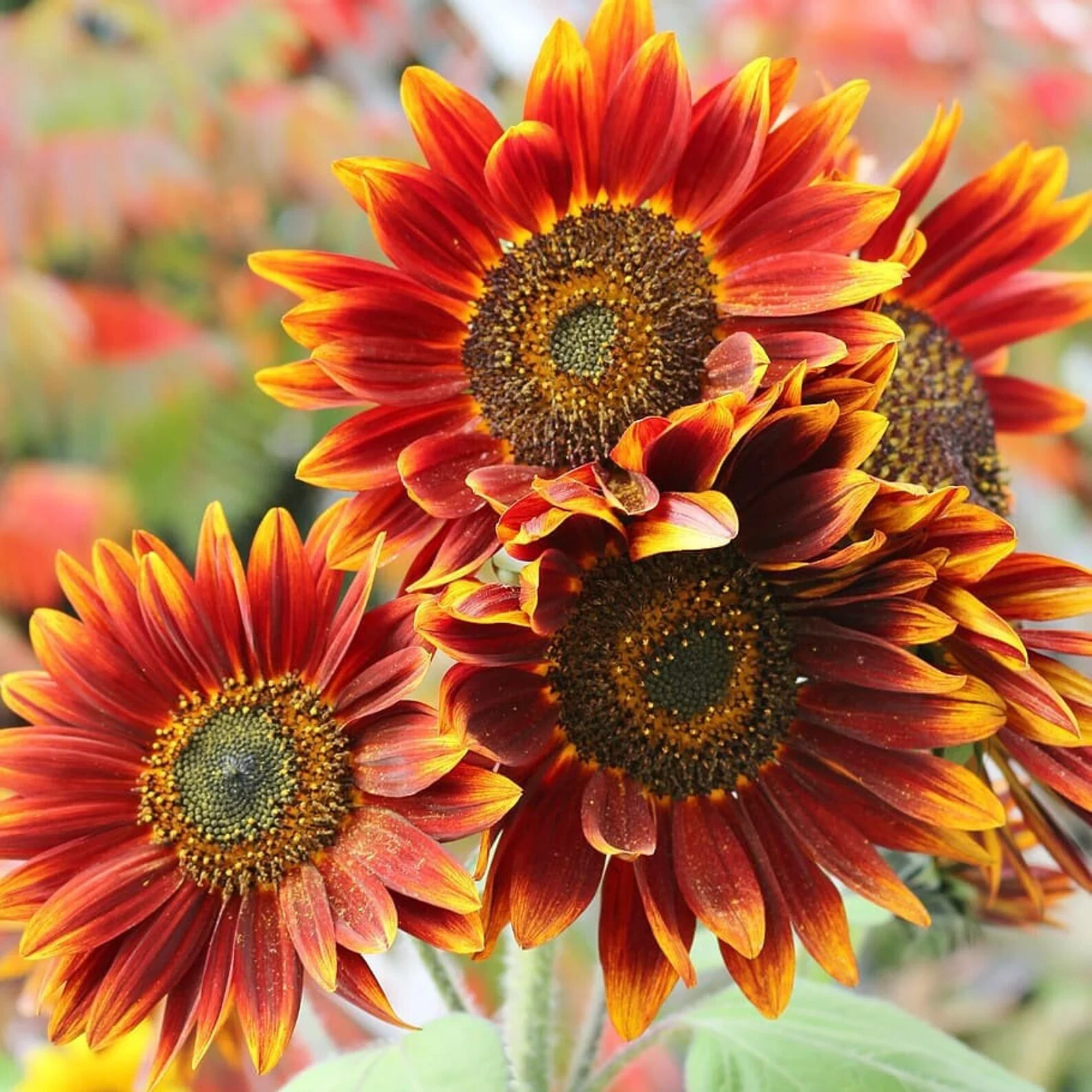 50pcs/Pack 10 Species Mix Variety Pack Sunflower Seeds Unique and Varied Garden