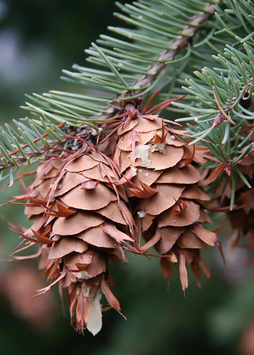 Green Douglas Fir, Pseudotsuga menziesii, Tree Seeds