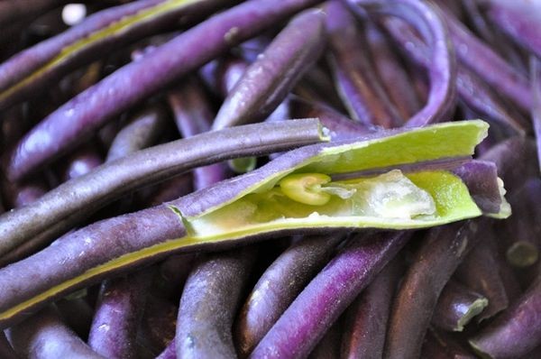 Royal Burgundy Bean Seeds | NON GMO Heirloom Purple Green Beans Vegetable 2024