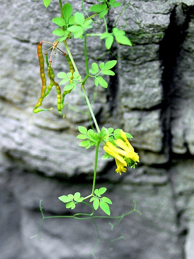 Dactylicapnos scandens | Climbing Bleeding Heart | 20 Seeds