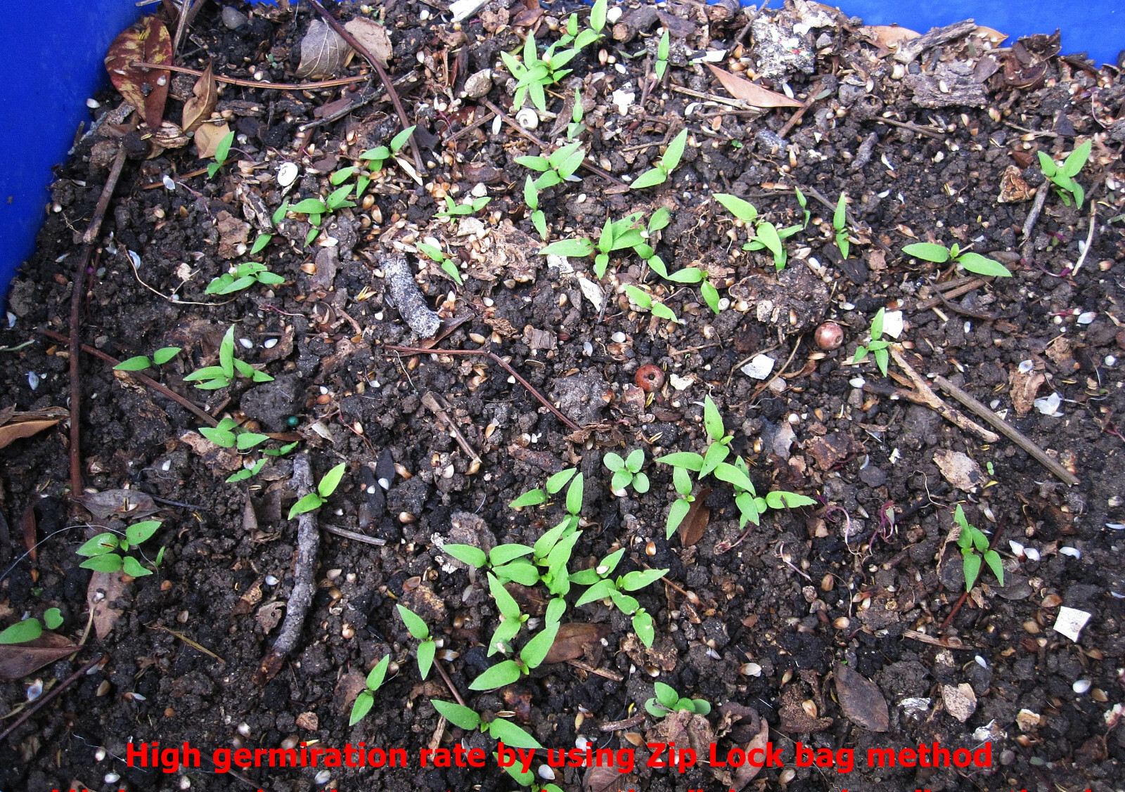 Chiltepin Birds Eye Bird Pepper Wild Chili Heirloom Premium 45 Seeds VERY HOT