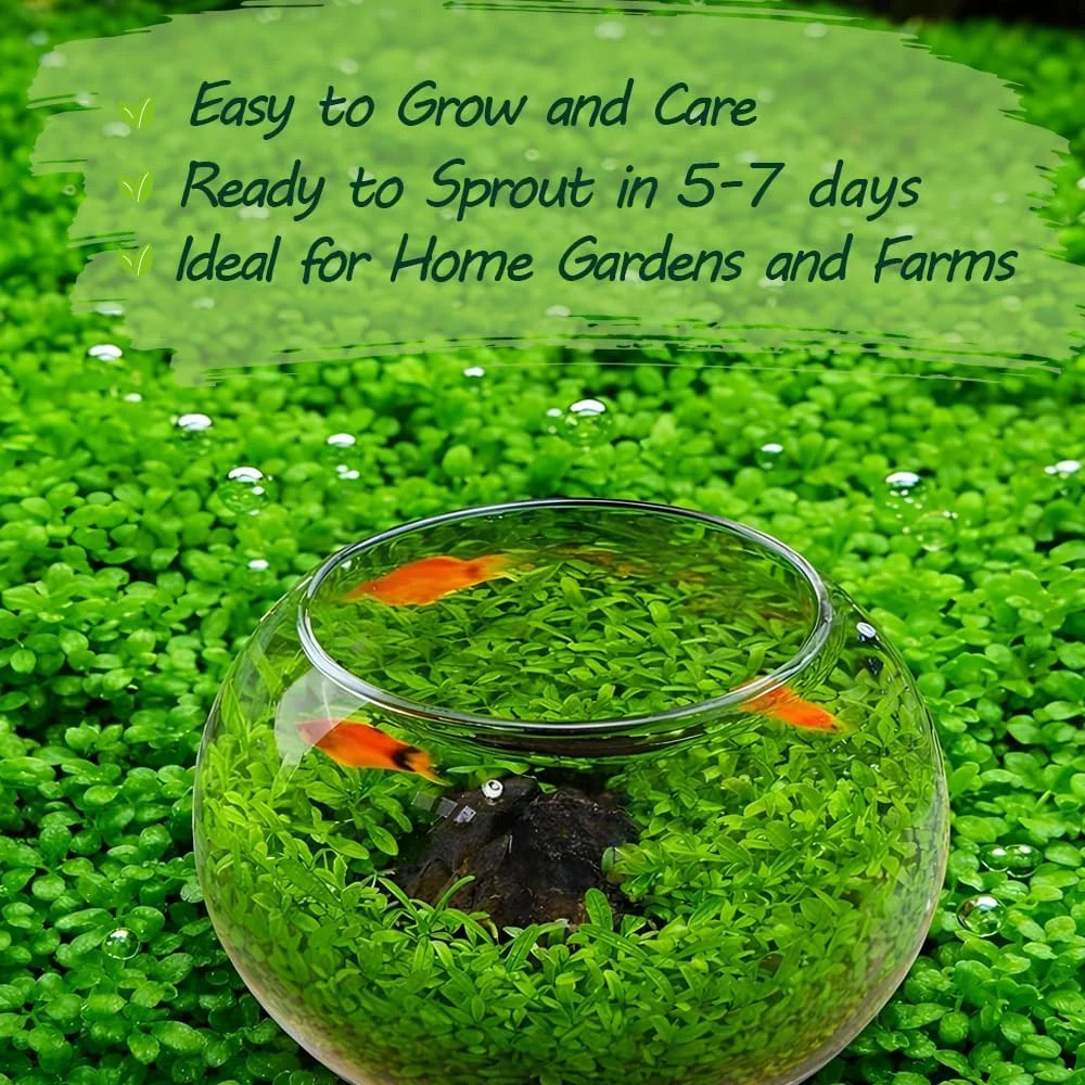 Premium Aquarium Plant Seeds for Planting – 8,000+ Live Mixed Seeds, 4 Varieties