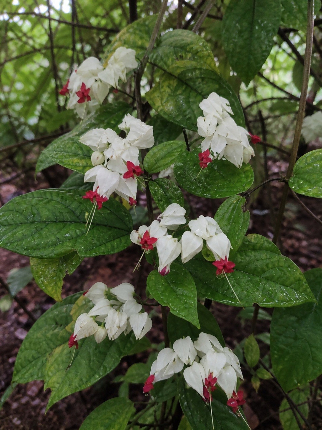 25 Bleeding Heart Dicentra Spectabilis Seeds Garden Flower “White Red”